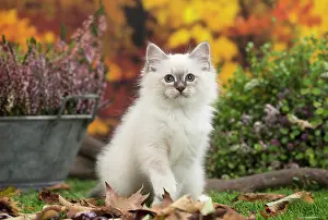 Birman: 80201586 Cat - Birman kitten Jean-Michel Labat All