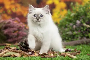 Birman: 80201587 Cat - Birman kitten Jean-Michel Labat All