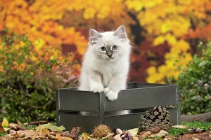 Birman: 80201588 Cat - Birman kitten Jean-Michel Labat All