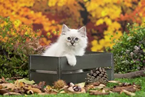 Birman: 80201589 Cat - Birman kitten Jean-Michel Labat All