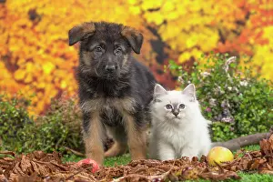 Birman: 80201590 Dog and Cat - Birman kitten with German