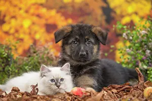 Birman: 80201591 Dog and Cat - Birman kitten with German