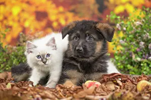 Birman: 80201592 Dog and Cat - Birman kitten with German