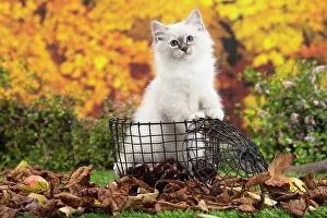 Birman: 80201594 Cat - Birman kitten Jean-Michel Labat All