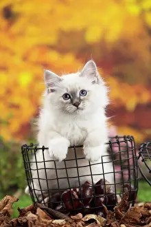 Birman: 80201595 Cat - Birman kitten Jean-Michel Labat All