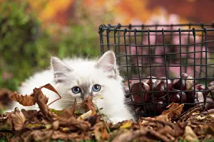 Birman: 80201597 Cat - Birman kitten Jean-Michel Labat All