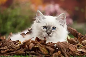 Birman: 80201598 Cat - Birman kitten Jean-Michel Labat All