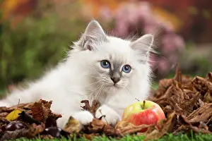 Birman: 80201599 Cat - Birman kitten Jean-Michel Labat All