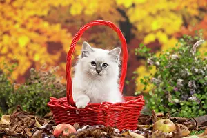 Birman: 80201601 Cat - Birman kitten Jean-Michel Labat All