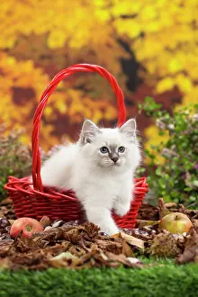 Birman: 80201602 Cat - Birman kitten Jean-Michel Labat All