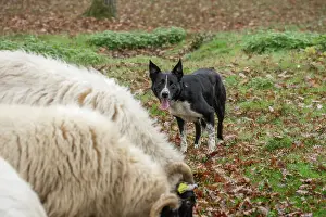 Blackface: 80201620 Dog - Border Collie - with Blackface Sheep