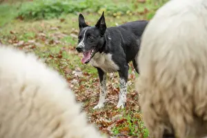 Blackface: 80201621 Dog - Border Collie - with Blackface Sheep
