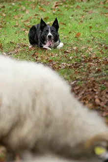 Blackface: 80201622 Dog - Border Collie - with Blackface Sheep