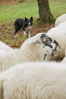 Blackface: 80201623 Dog - Border Collie - with Blackface Sheep