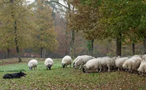 Blackface: 80201624 Dog - Border Collie - with Blackface Sheep