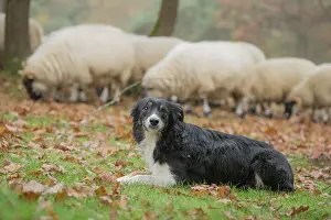 Blackface: 80201625 Dog - Border Collie - with Blackface Sheep