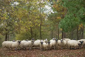 Blackface: 80201626 Blackface Sheep - flock Jean-Michel Labat