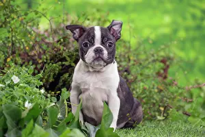 Boston: 80201628 Dog - Boston Terrier puppy Jean-Michel