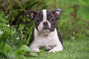 Boston: 80201629 Dog - Boston Terrier puppy Jean-Michel
