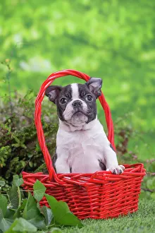Boston: 80201631 Dog - Boston Terrier puppy Jean-Michel