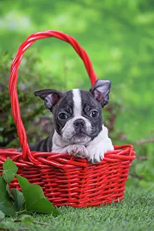 Boston: 80201632 Dog - Boston Terrier puppy Jean-Michel