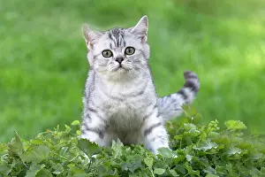 Shorthair: 80201648 Cat - British Shorthair kitten Jean-Michel