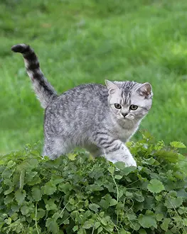 Shorthair: 80201649 Cat - British Shorthair kitten Jean-Michel