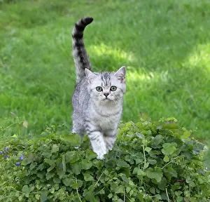 Shorthair: 80201650 Cat - British Shorthair kitten Jean-Michel
