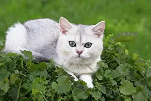 Shorthair: 80201651 Cat - British Shorthair kitten Jean-Michel