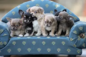 Chihuahua: 80201652 Dog - Chihuahua puppies Jean-Michel Labat