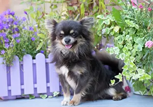 Chihuahua: 80201653 Dog - Chihuahua Jean-Michel Labat All images