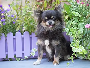 Chihuahua: 80201654 Dog - Chihuahua Jean-Michel Labat All images