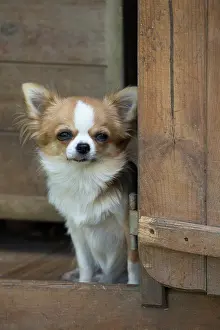 Chihuahua: 80201655 Dog - Chihuahua Jean-Michel Labat All images
