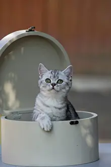 Shorthair: 80201656 Cat - British Shorthair kitten Jean-Michel