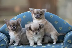 Chihuahua: 80201657 Dog - Chihuahua puppies Jean-Michel Labat