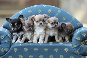 Chihuahua: 80201658 Dog - Chihuahua puppies Jean-Michel Labat