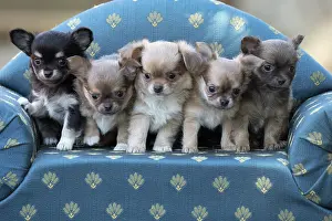 Chihuahua: 80201659 Dog - Chihuahua puppies Jean-Michel Labat