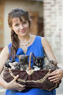 Basket: 80201660 Dog - Chihuahua puppies in basket with