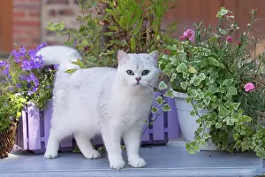 Shorthair: 80201661 Cat - British Shorthair Jean-Michel Labat