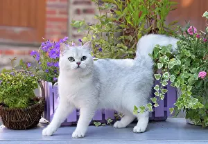 Shorthair: 80201662 Cat - British Shorthair Jean-Michel Labat