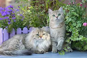 Shorthair: 80201663 Cat - British Shorthair and British Longhair