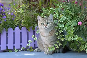 Shorthair: 80201664 Cat - British Shorthair Jean-Michel Labat