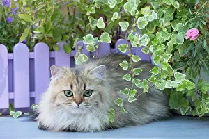 Longhair: 80201665 Cat - British Longhair Jean-Michel Labat
