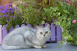 Shorthair: 80201666 Cat - British Shorthair Jean-Michel Labat