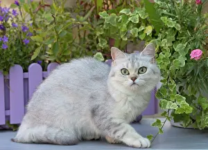 Shorthair: 80201667 Cat - British Shorthair Jean-Michel Labat