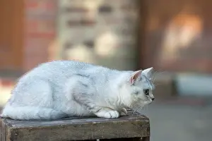 Shorthair: 80201668 Cat - British Shorthair Jean-Michel Labat