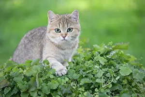 Shorthair: 80201669 Cat - British Shorthair Jean-Michel Labat