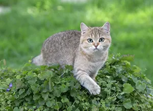Shorthair: 80201670 Cat - British Shorthair Jean-Michel Labat