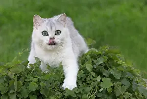 Shorthair: 80201672 Cat - British Shorthair Jean-Michel Labat