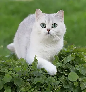 Shorthair: 80201673 Cat - British Shorthair Jean-Michel Labat